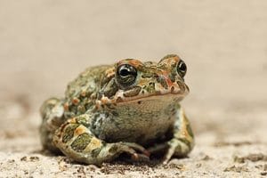 Green frog sitting in a sandy environment