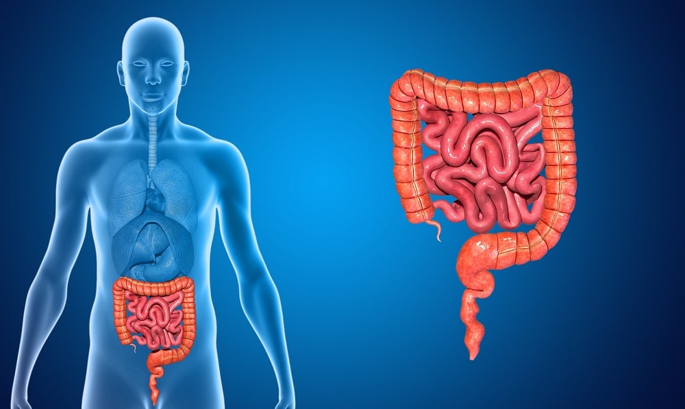 Image of a human's digestive system, drawing attention to diarrhoea and antidhiarrhoeal medication