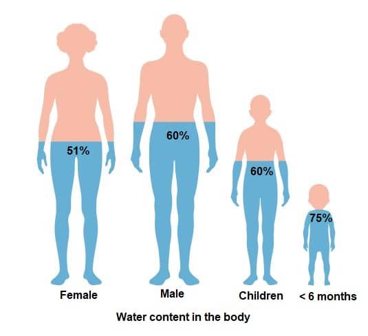 Infographic showing the water content of humans