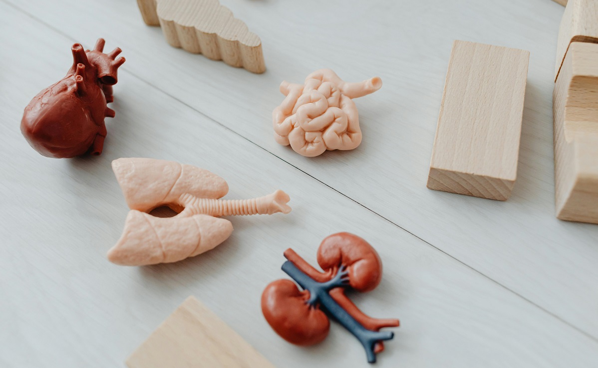 Heart, kidneys, pancreas: connected in sickness and health